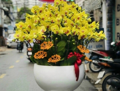 HOA TƯƠI 247 chuyên phân phối LAN HỒ ĐIỆP cao cấp Sài Gòn 0934013738