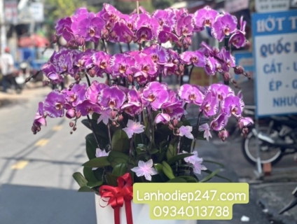 ĐIỆN HOA 247 TPHCM chuyên kinh doanh LAN HỒ ĐIỆP chất lượng hàng đầu