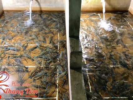 TPHCM: mua tôm càng xanh ở đâu giá sỉ rẻ chất lượng uy tín