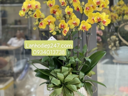 Lan Hồ Điệp Mini loài hoa nhỏ nhắn đáng yêu được nhiều người ưa chuộng