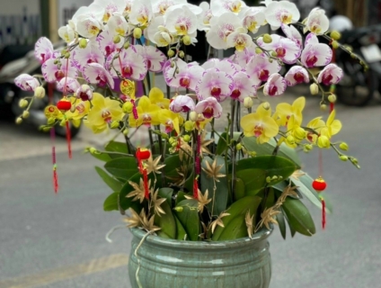 Gợi ý CHẬU LAN HỒ ĐIỆP MINI sang trọng làm mới không gian sống cho bạn