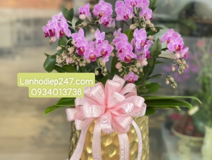 Chọn mua LAN HỒ ĐIỆP MINI làm quà tặng ý nghĩa sáng tạo mừng sinh nhật