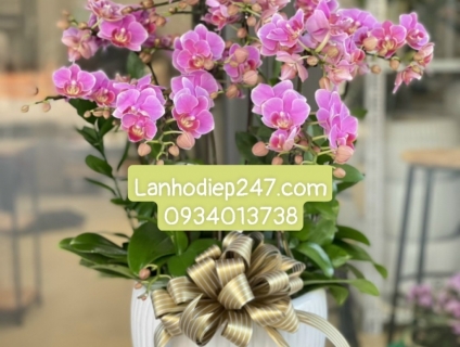 Hoa Tươi 247 chuyên Lan Hồ Điệp mini cao cấp chất lượng tại TPHCM