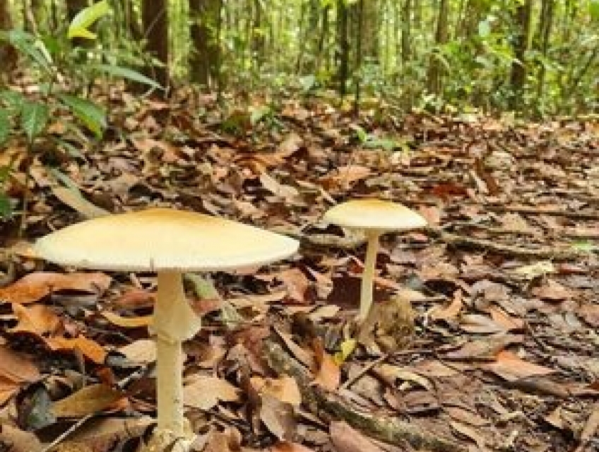 TOUR TREKKING SUỐI TIÊN PHÚ QUỐC