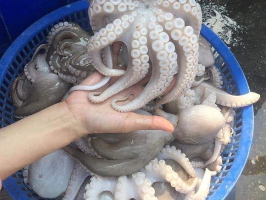 Bật mí công thức làm món bạch tuộc nướng cực ngon