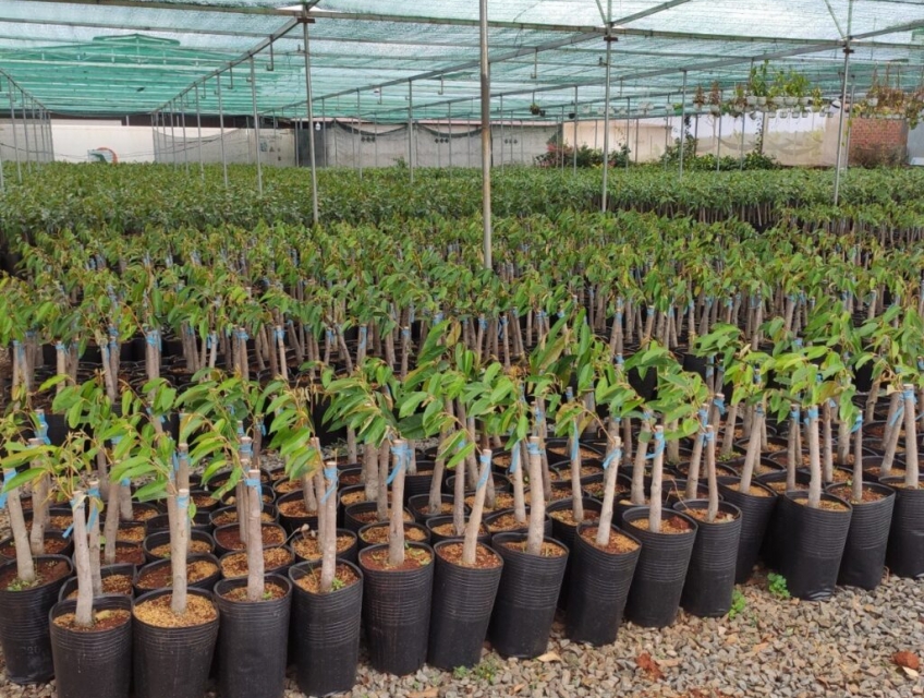 Giá bán cây giống sầu riêng Musangking