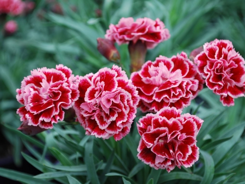 Bật Mí 5 Loại Hoa Có Ý Nghĩa Thường Gặp