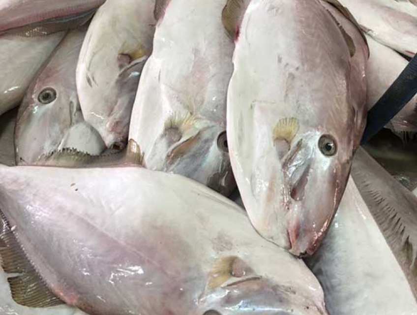 Cá bò da làm món gì ngon nhất?