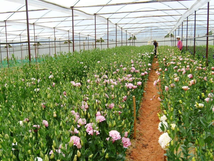 Trồng cây cảnh tại nhà giúp không gian thoáng mát