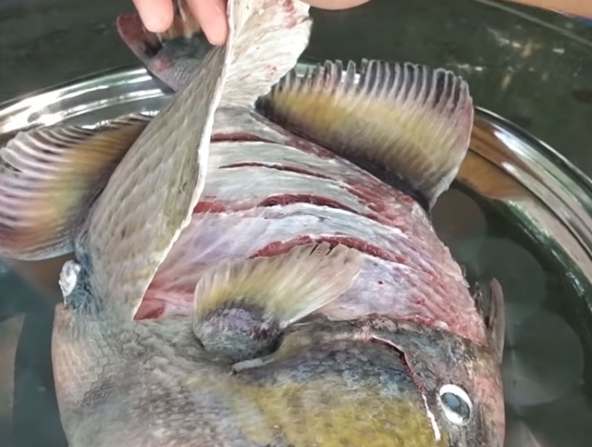 Cách làm cá bò da chiên nước mắm dễ không tưởng