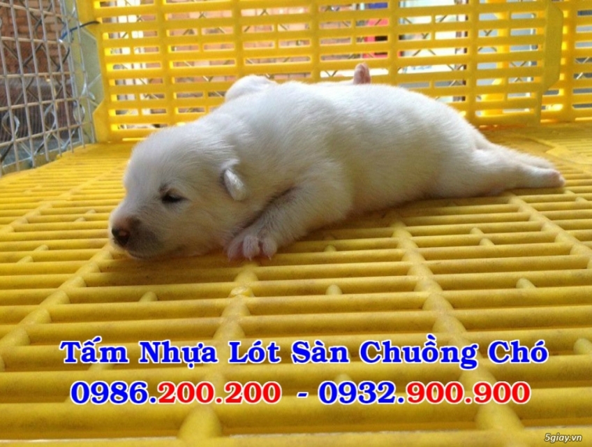 SÀN NHỰA CHUỒNG CHÓ 10 TẤM FREE SHIP TOÀN QUỐC - 0986200200