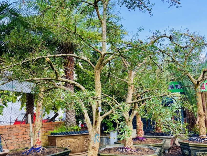 cây lựu cổ, lựu đỏ ấn độ dáng độc nhất