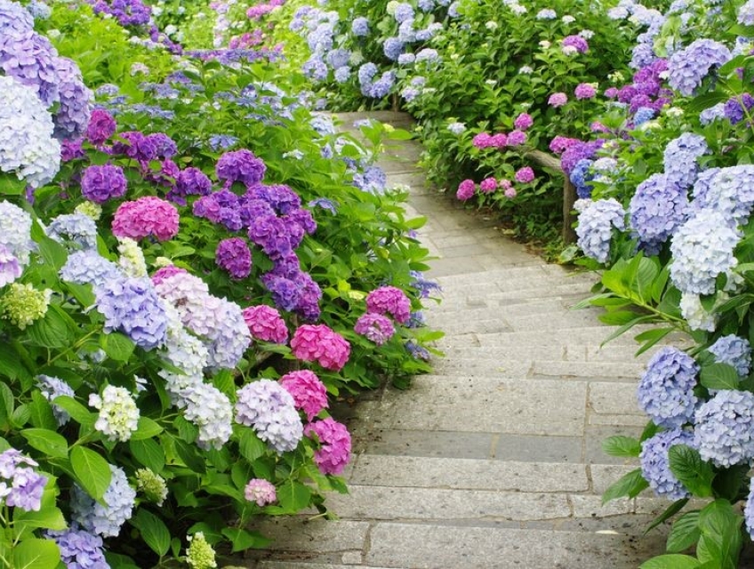 8 Bước trồng và chăm sóc hoa Cẩm Tú Cầu