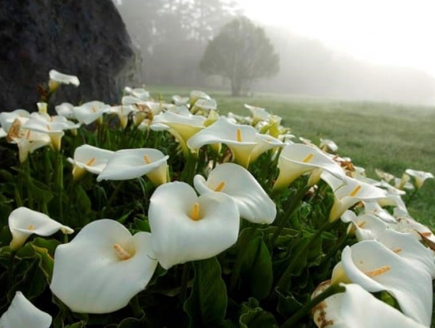 Ý Nghĩa Về Loài Hoa RUM