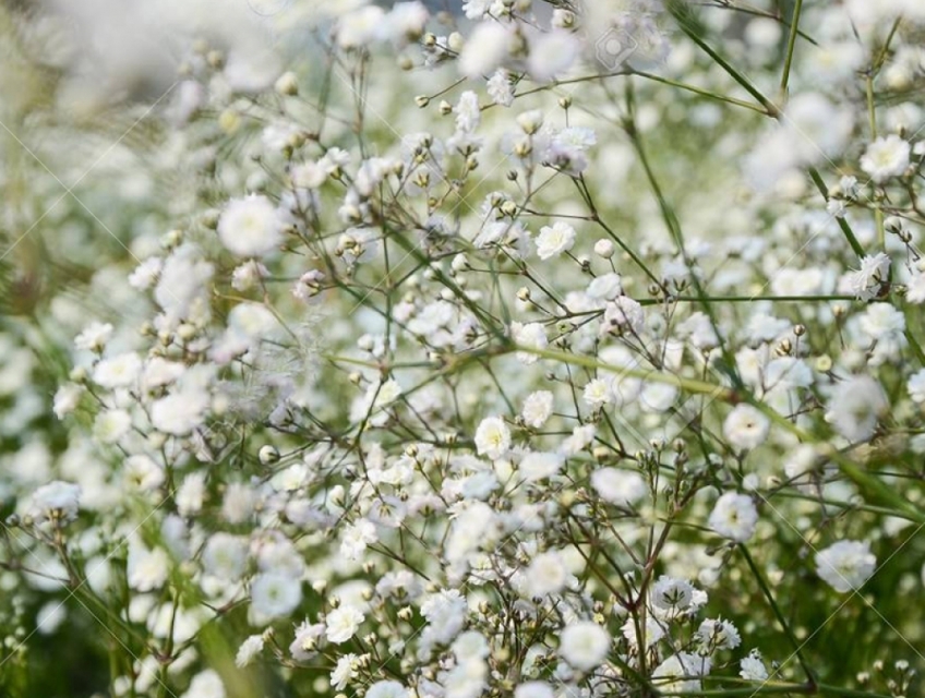 Top 6 các loài hoa nên tặng bạn bè