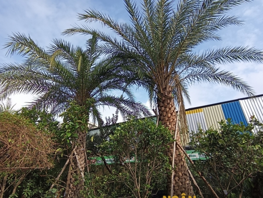 cây chà là siêu trái