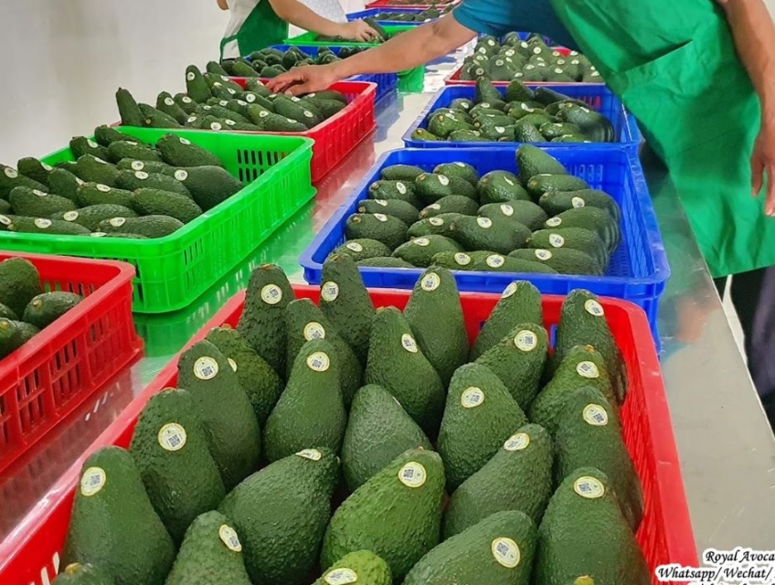 Địa chỉ bán và xuất khẩu quả bơ chất lượng