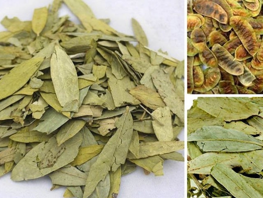 Cao khô phan tả diệp - Sự lựa chọn tốt cho sức khỏe tiêu hóa của bạn!