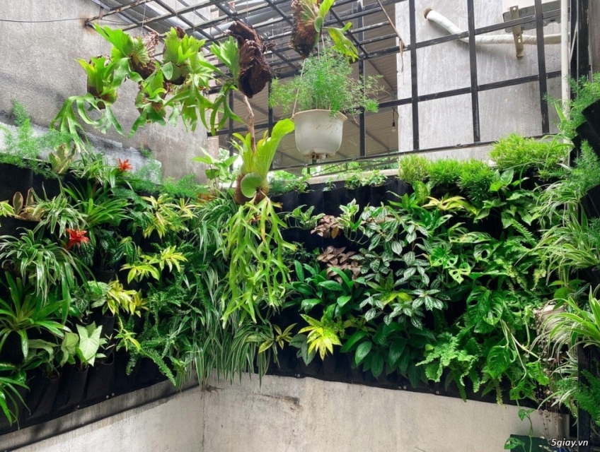 Những điều cần lưu ý trước khi thuê cây cảnh