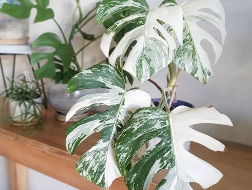 Những loại kiểng lá đột biến có thể bạn chưa biết