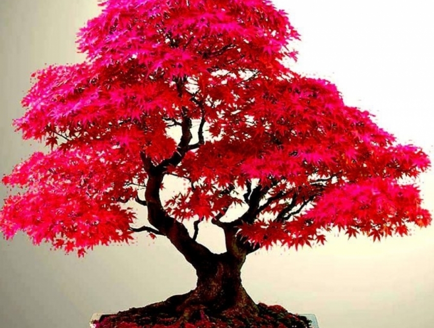 Các loại cây cảnh lá đỏ có thể bạn chưa biết