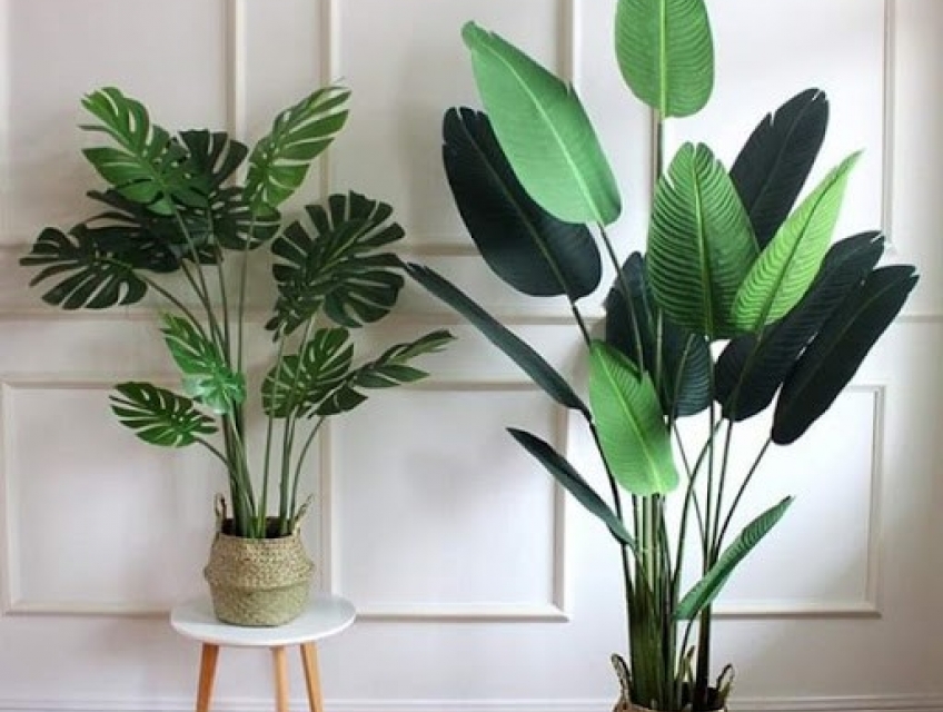 Các loại cây cảnh lá to