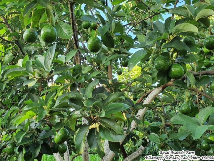 Địa chỉ bán giống bơ Booth uy tín chất lượng