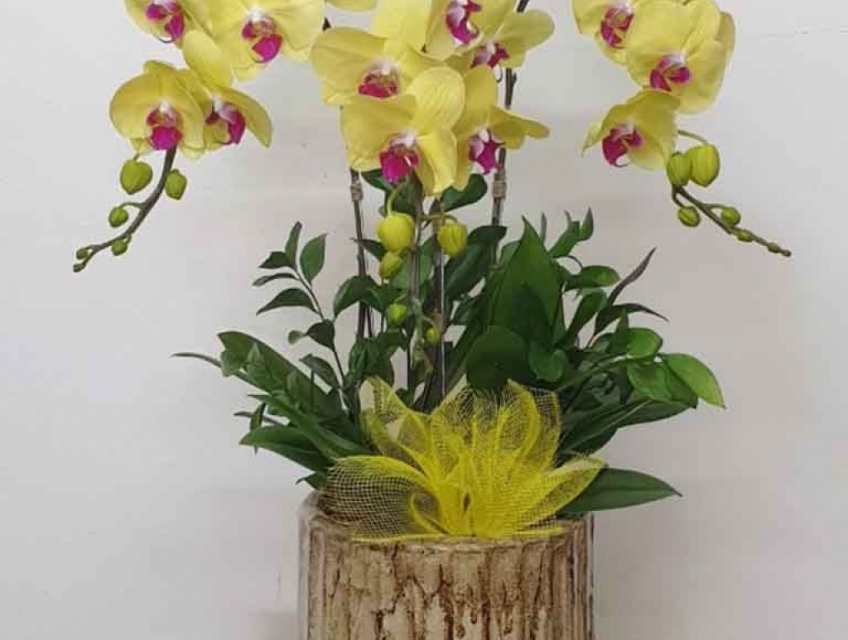 Shop Hoa Lan Hồ Điệp Sài Gòn/ Chuyên Cung Cấp Hoa Lan Giá Rẻ