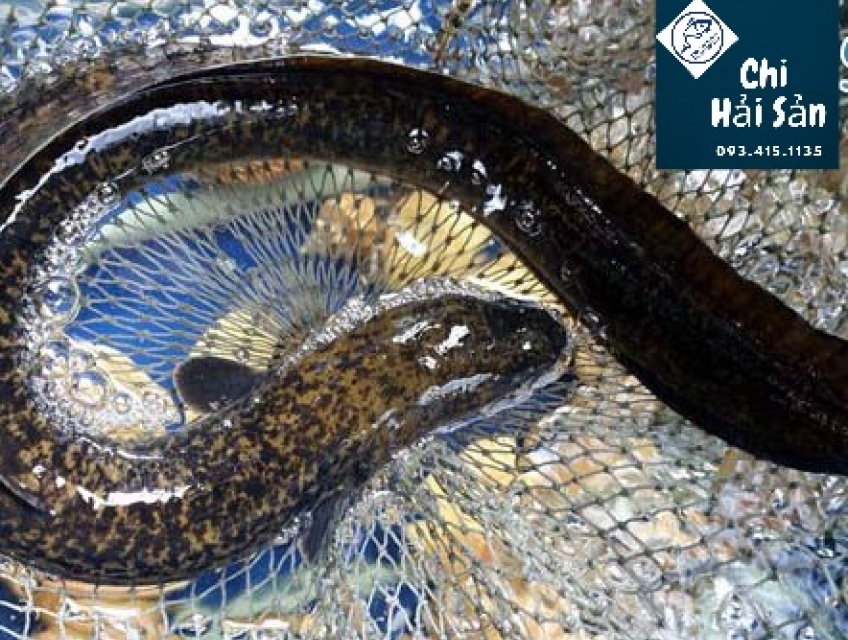 #New tháng 6/2023 Cá chình nước ngọt bao nhiêu tiền 1kg? Bán ở đâu tốt