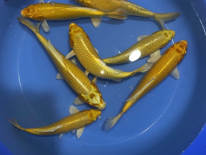 Cá Koi F1, F2 Giá rẻ Quảng Ngãi 0934 717 818