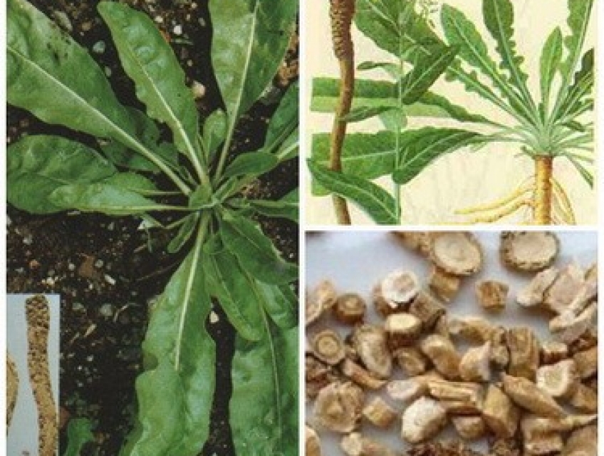 Cao khô phòng phong - Giải pháp tự nhiên cho sức khỏe của bạn!