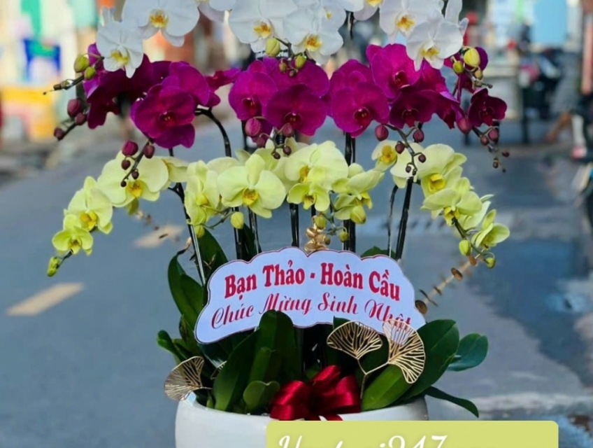 Shop hoa lan hồ điệp cao cấp sài gòn chuyên lan hồ điệp Apollo VIP đẹp