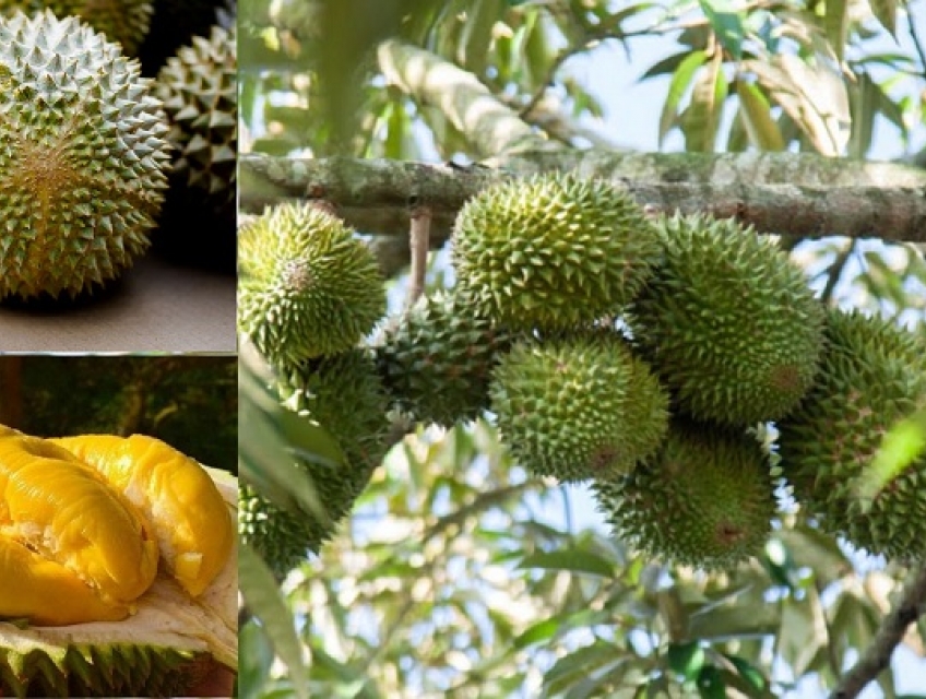 Cách nhận biết giống cây sầu riêng Musangking