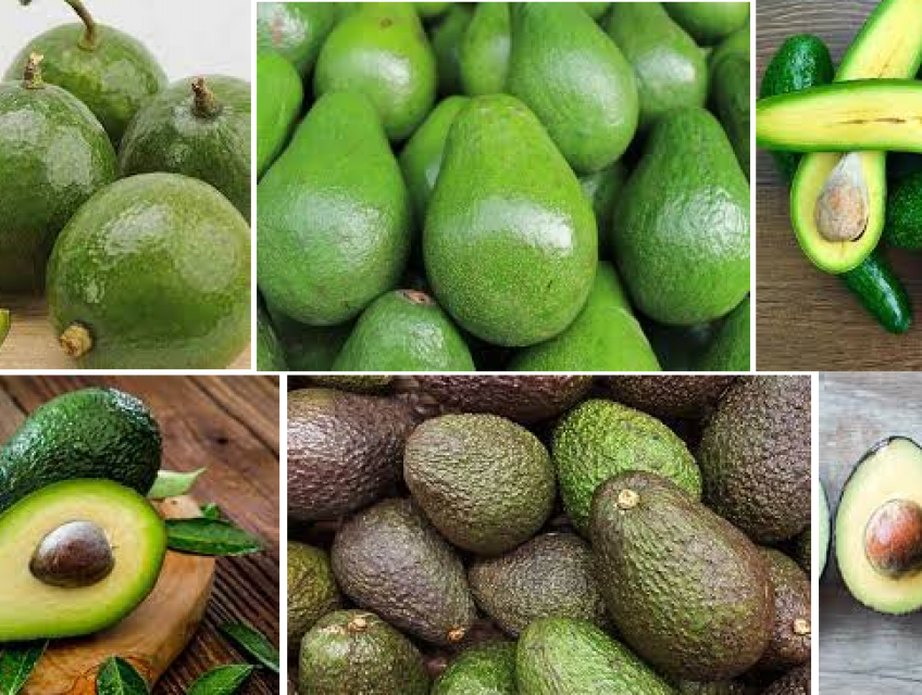 Địa chỉ mua bán bơ sỉ lẻ giá rẻ