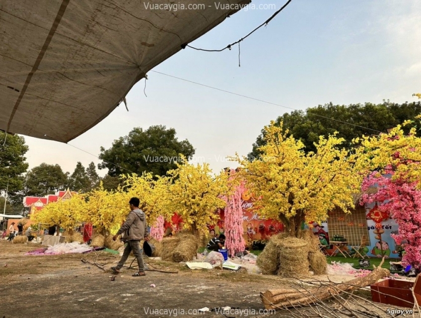 Thi Công Cây Mai Vàng Giả Thi Công Giá Rẻ