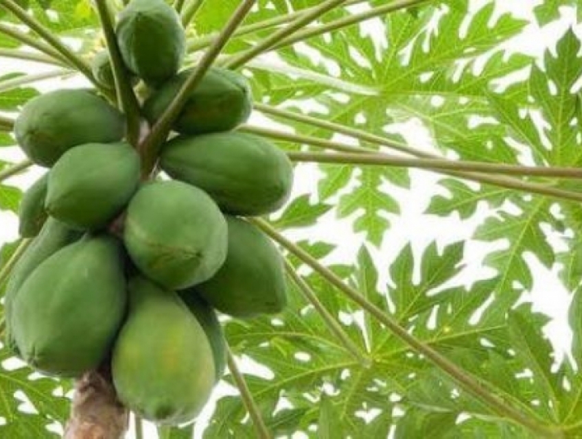 Enzyme Papain hoạt lực 50.000 USP chiết xuất từ nhựa đu đủ