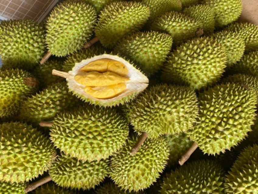 Bán sầu riêng Ri6 sỉ lẻ giá rẻ uy tín