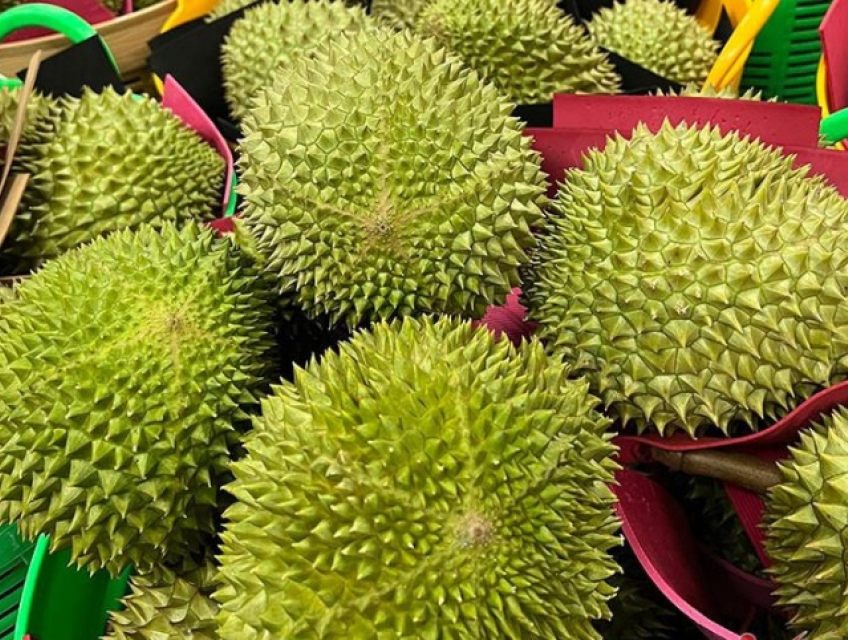 Mua sầu Musangking giá rẻ đảm bảo chất lượng tại Hà Nội ở đâu?