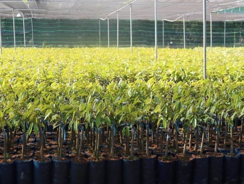 Giá bán cây giống sầu riêng Mongthong