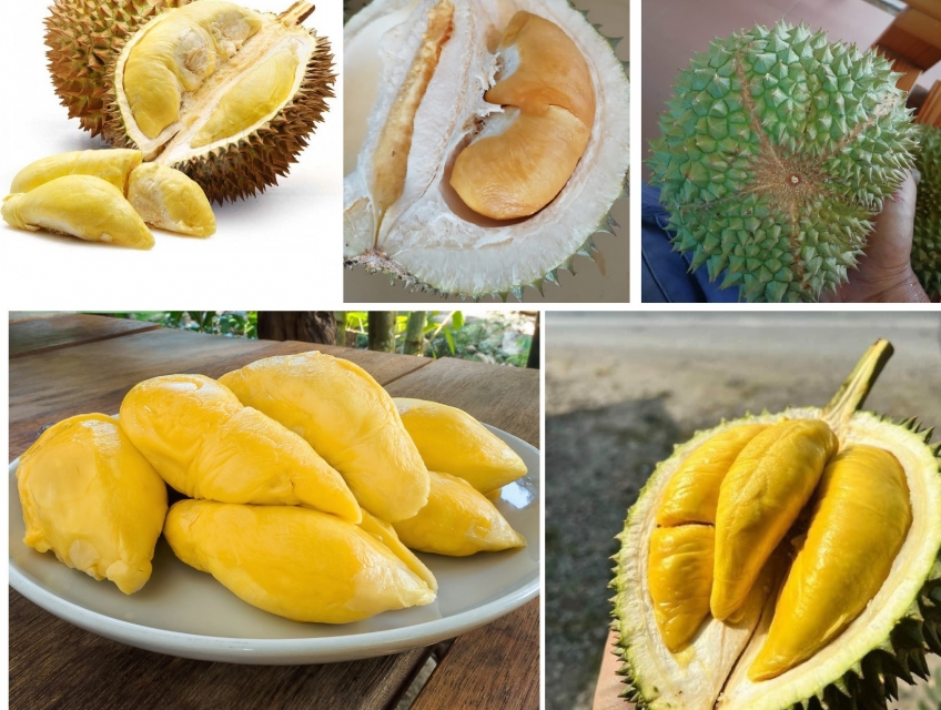 Nơi mua bán sầu riêng sỉ giá rẻ