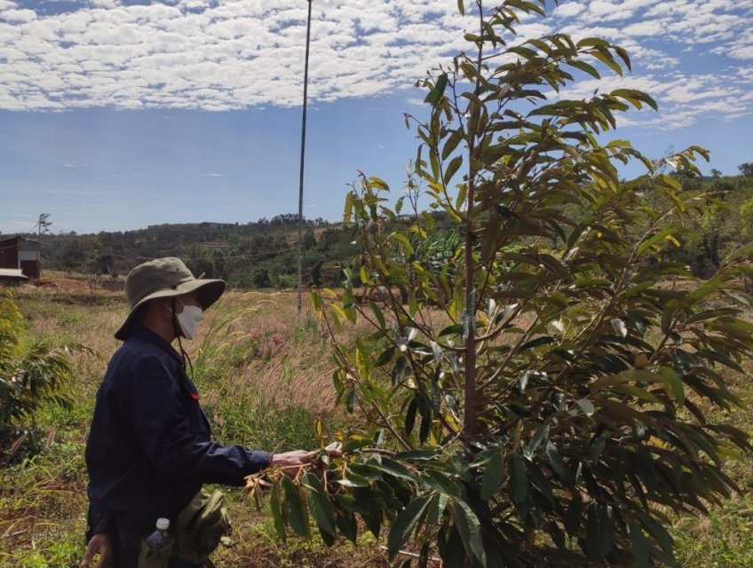 Hướng dẫn cách trồng sầu riêng Musangking