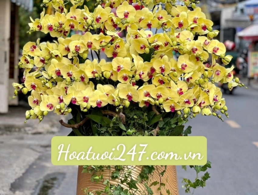 Shop hoa lan hồ điệp cao cấp giá rẻ chất lượng hàng đầu tại tphcm