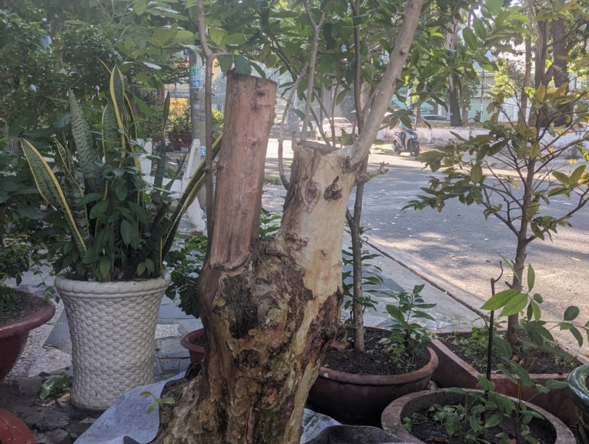 Thanh lý cây dọn sân