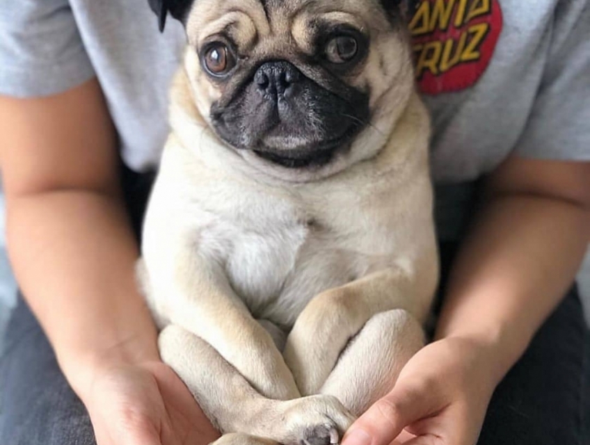 Cần Tìm Chủ Mới cho Pug Dog