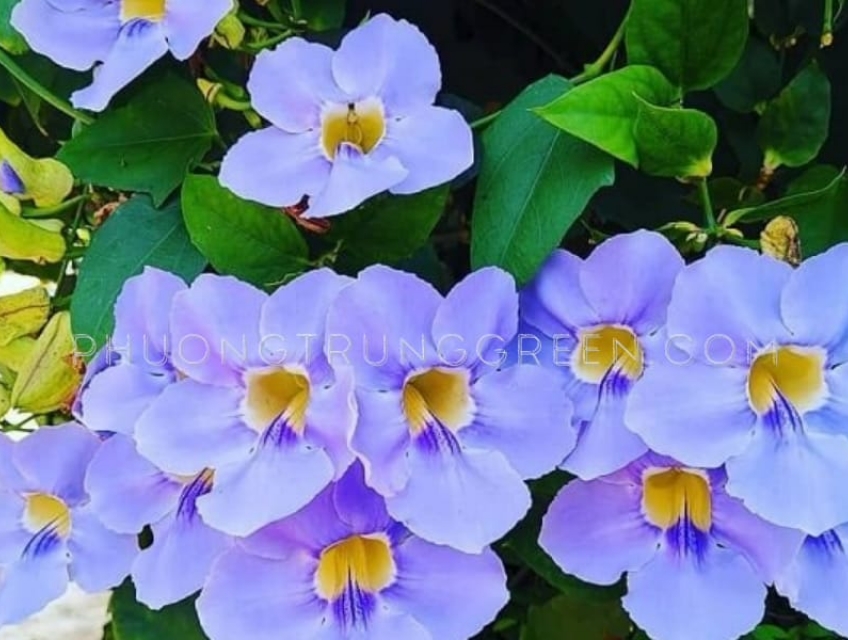 Top 5 loại cây trồng ban công hướng Tây tốt nhất