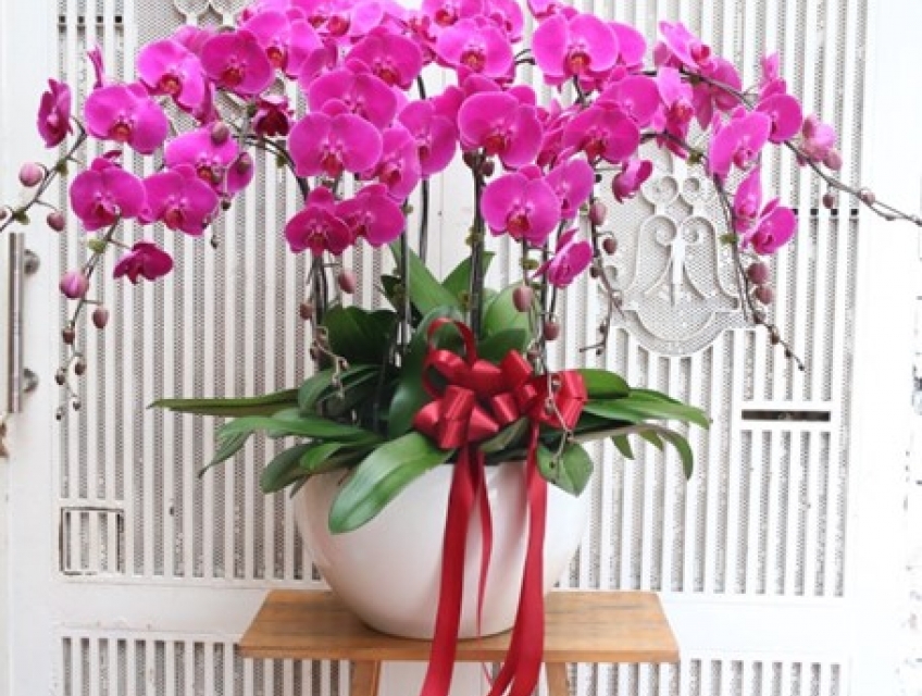 Mua lan hồ điệp ở đâu uy tín và chất lượng