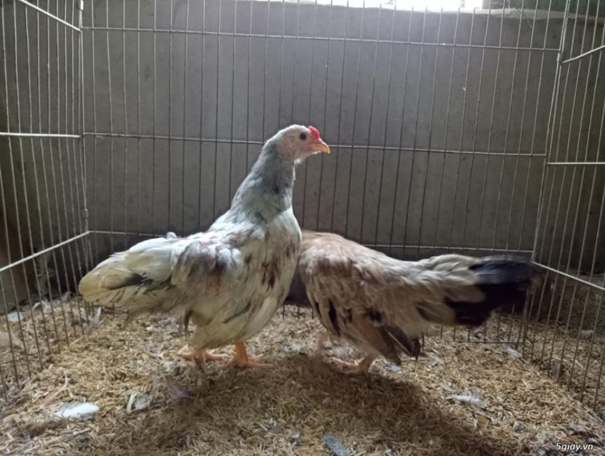 bán gà tre cảnh tại thanh xuân hà nội