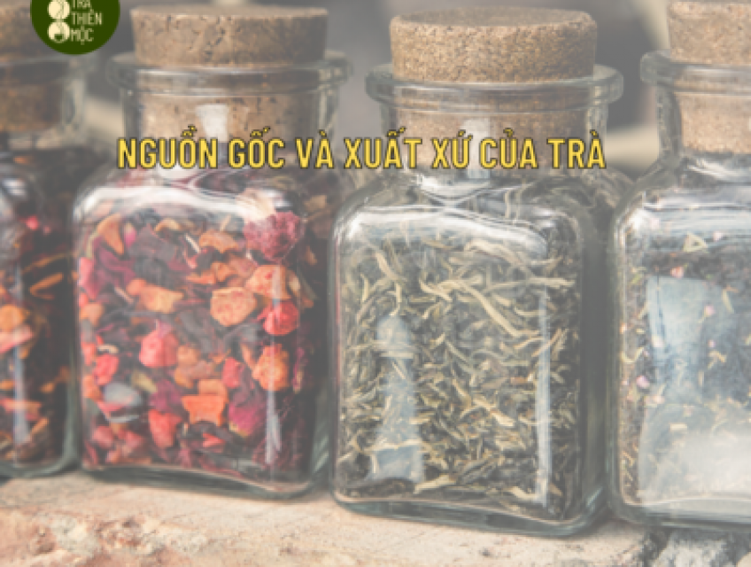 Top 5 Tiêu Chí Chọn Trà Chất Lượng, Thơm Ngon