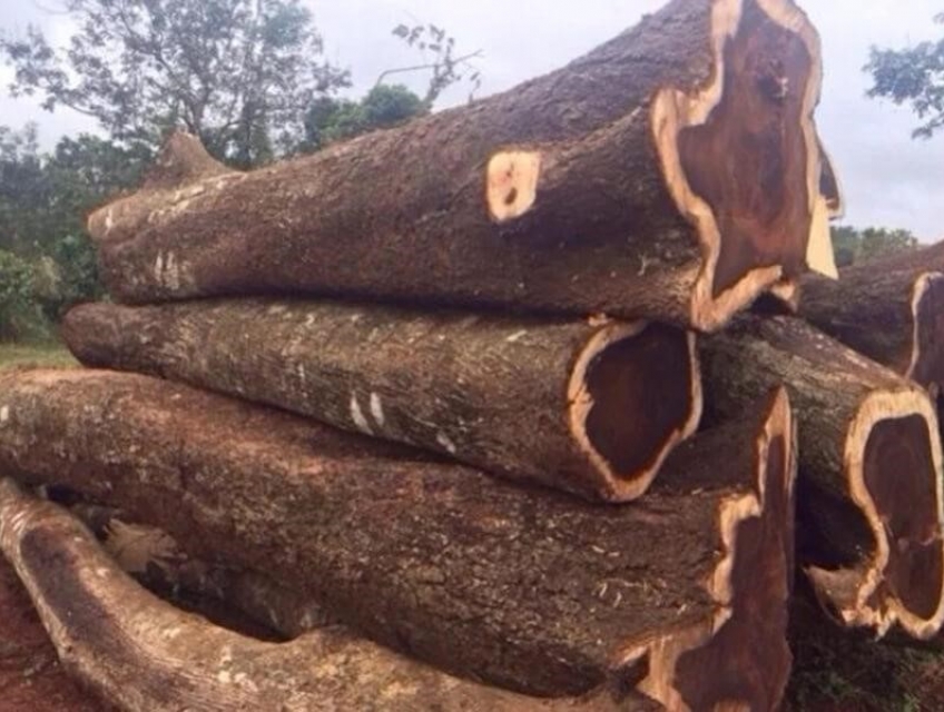 Gỗ chiu liu và ứng dụng trong đời sống