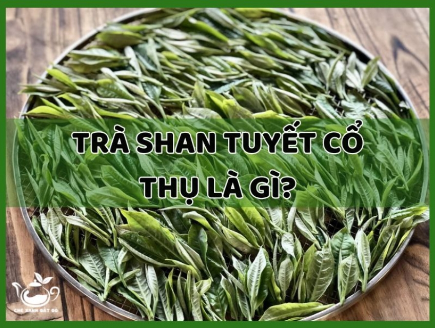 Trà Shan Tuyết Cổ Thụ Là Gì? Lợi ích của trà shan tuyết cổ thụ